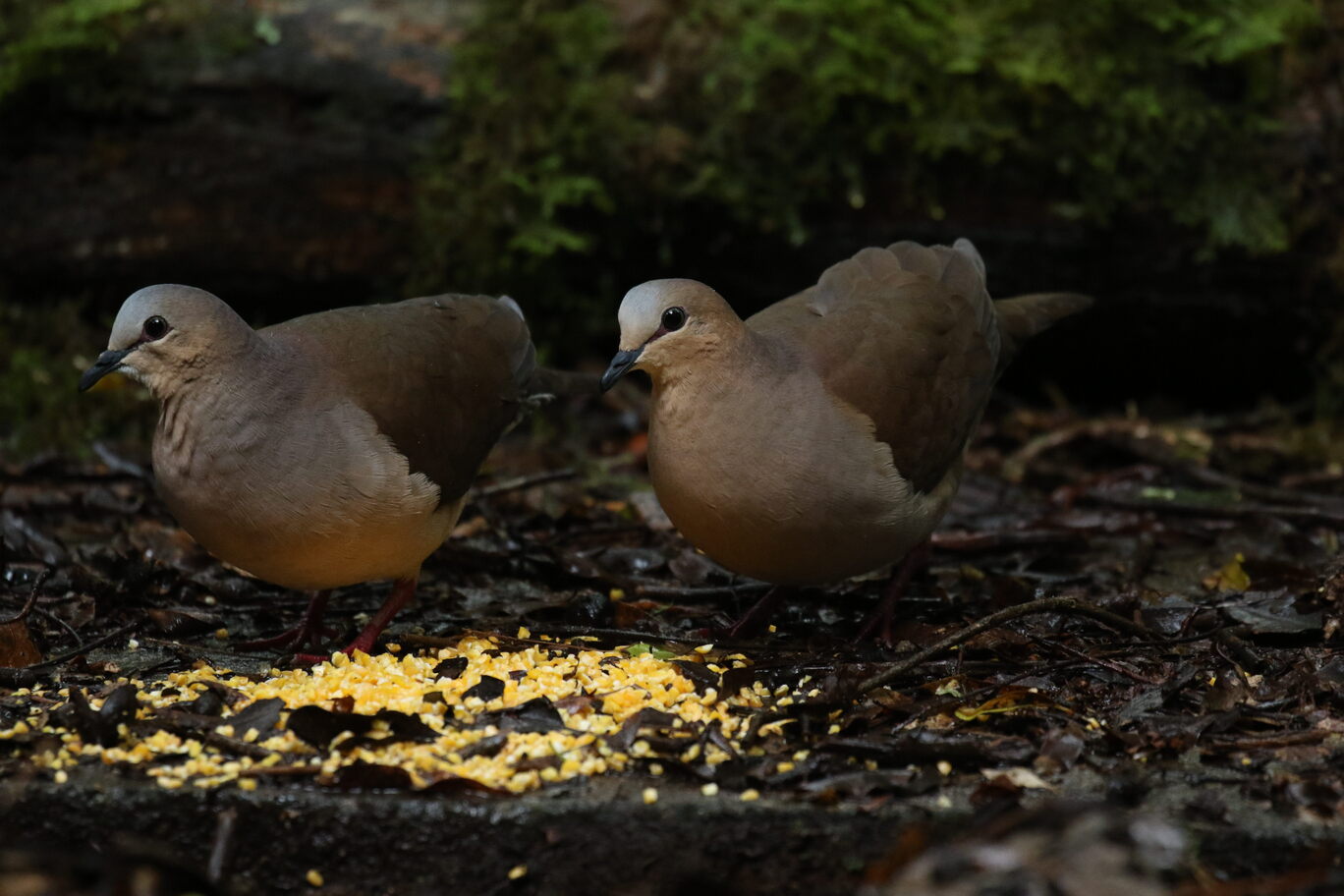 WHITE-TIPPED DOVE